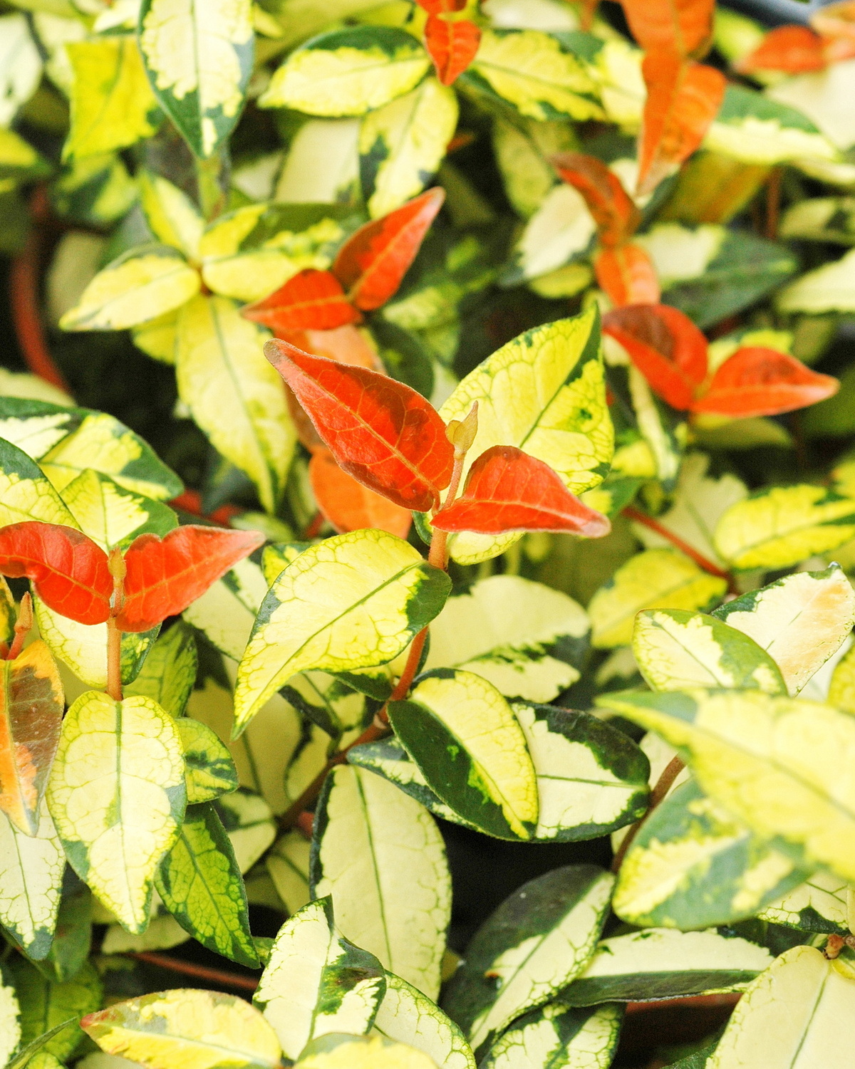 𝘛𝘳𝘢𝘤𝘩𝘦𝘭𝘰𝘴𝘱𝘦𝘳𝘮𝘶𝘮 𝘫𝘢𝘴𝘮𝘪𝘯𝘰𝘪𝘥𝘦𝘴 ‘Ogon Nishiki’ 黃金絡石