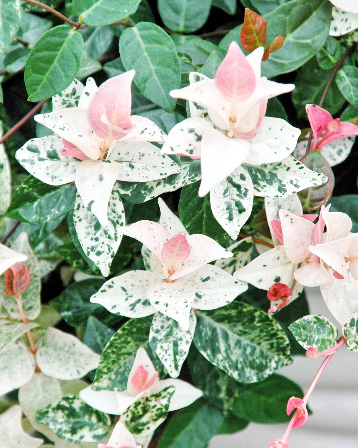 𝘛𝘳𝘢𝘤𝘩𝘦𝘭𝘰𝘴𝘱𝘦𝘳𝘮𝘶𝘮 𝘫𝘢𝘴𝘮𝘪𝘯𝘰𝘪𝘥𝘦𝘴 ‘Tricolor’ 斑葉絡石