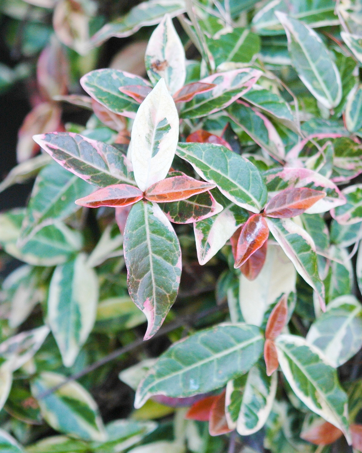 𝘛𝘳𝘢𝘤𝘩𝘦𝘭𝘰𝘴𝘱𝘦𝘳𝘮𝘶𝘮 𝘫𝘢𝘴𝘮𝘪𝘯𝘰𝘪𝘥𝘦𝘴 ‘Variegatum’ 錦絡石