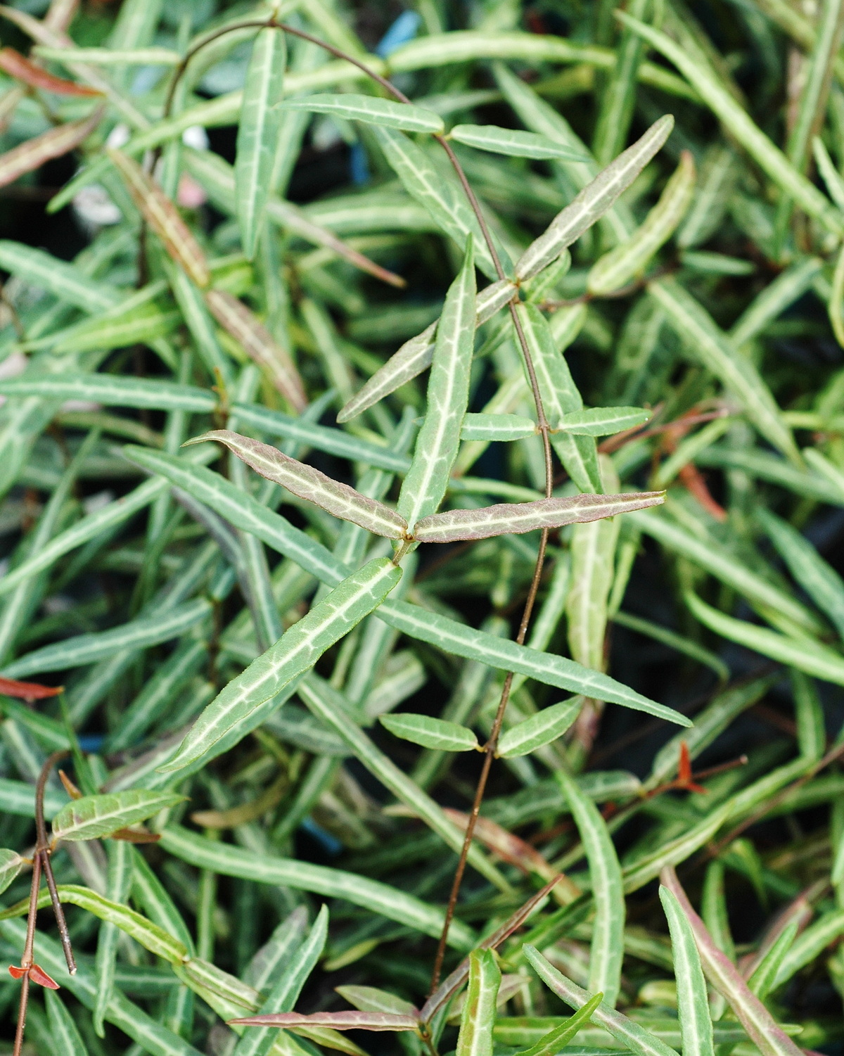 𝘛𝘳𝘢𝘤𝘩𝘦𝘭𝘰𝘴𝘱𝘦𝘳𝘮𝘶𝘮 𝘑𝘢𝘴𝘮𝘪𝘯𝘰𝘪𝘥𝘦𝘴 ‘Waterwheel’ 水車絡石