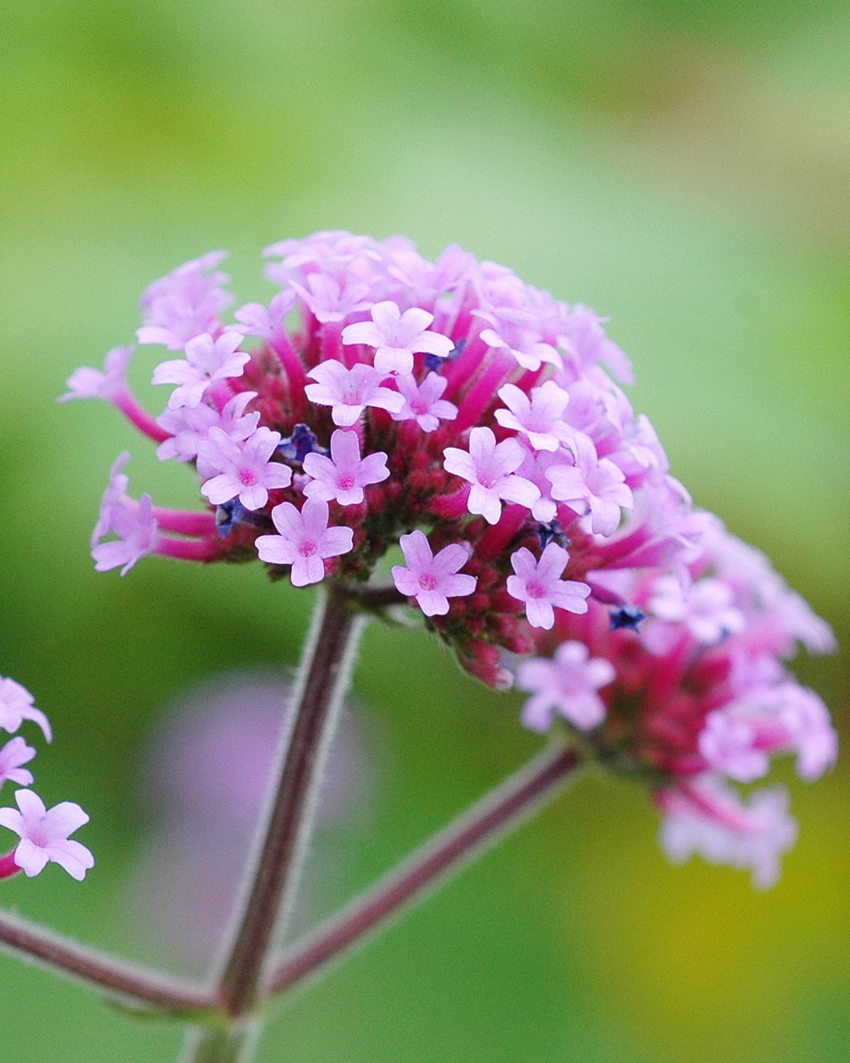 Verbena bonariensis