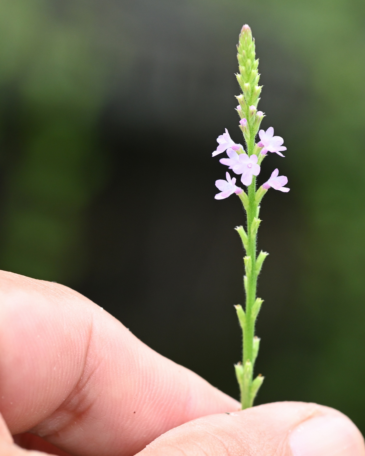 𝘝𝘦𝘳𝘣𝘦𝘯𝘢 𝘰𝘧𝘧𝘪𝘤𝘪𝘯𝘢𝘭𝘪𝘴 馬鞭草