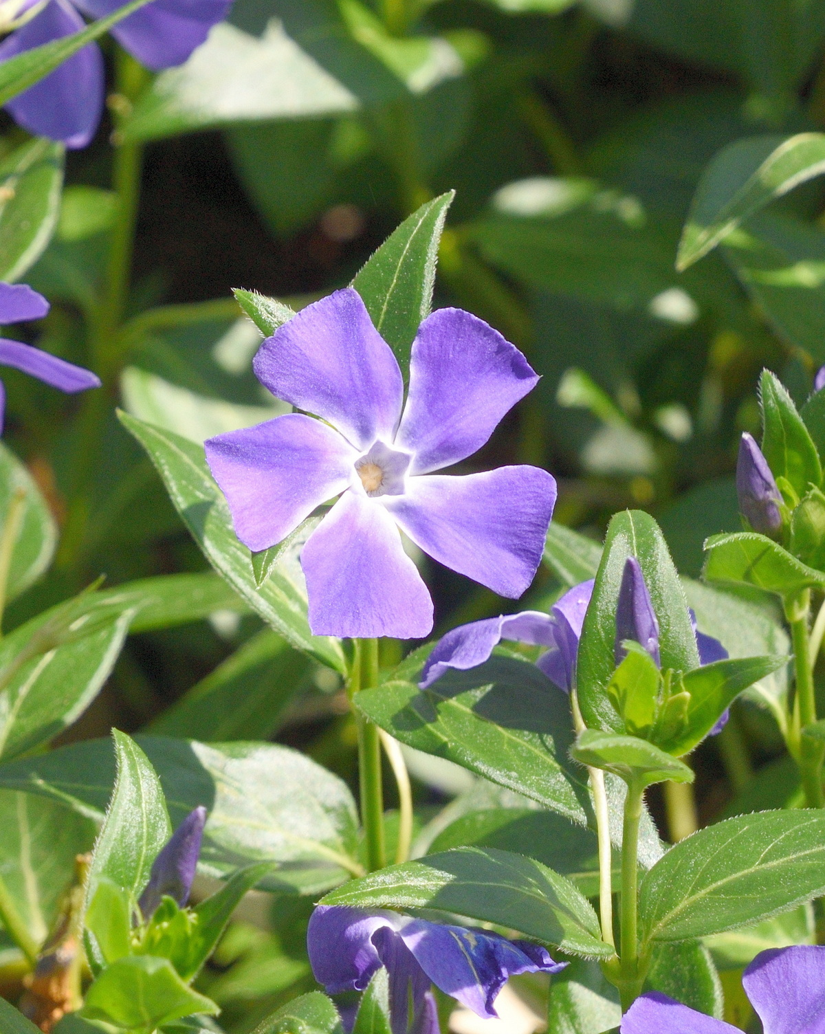 𝘝𝘪𝘯𝘤𝘢 𝘮𝘢𝘫𝘰𝘳 蔓長春花