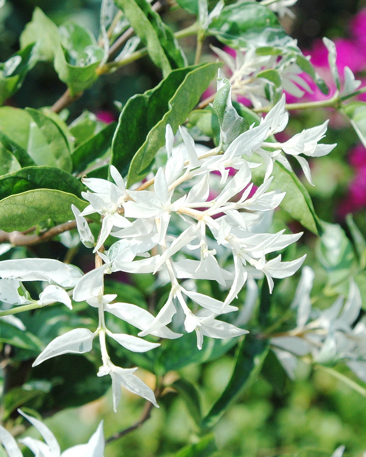 Wrightia religiosa 'Variegata'