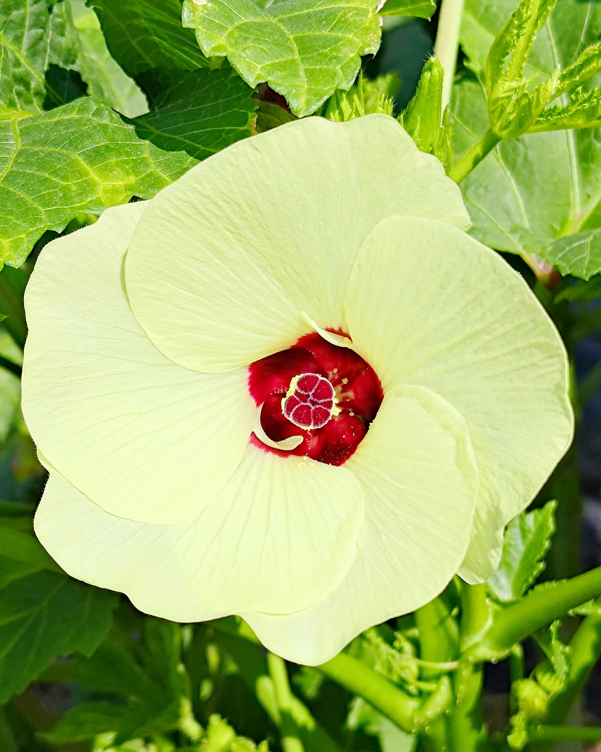 𝘈𝘣𝘦𝘭𝘮𝘰𝘴𝘤𝘩𝘶𝘴 𝘦𝘴𝘤𝘶𝘭𝘦𝘯𝘵𝘶𝘴 秋葵