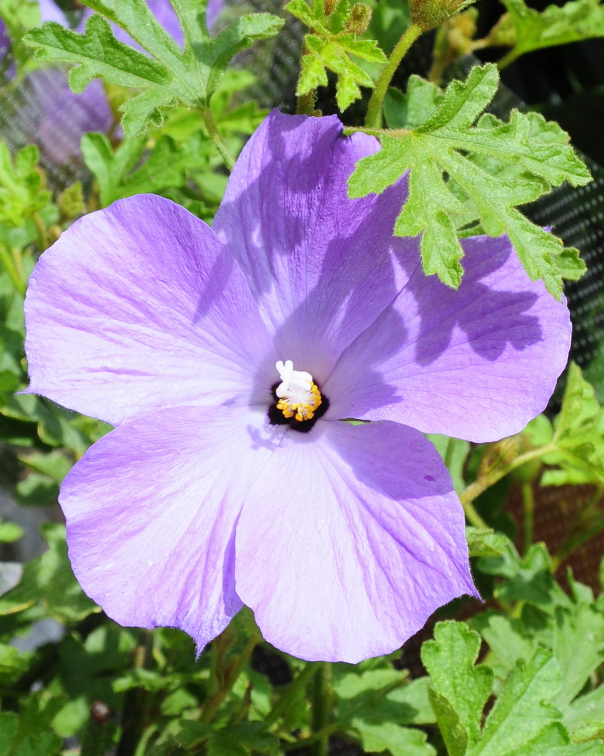 𝘈𝘭𝘺𝘰𝘨𝘺𝘯𝘦 𝘩𝘶𝘦𝘨𝘦𝘭𝘪𝘪 藍槿