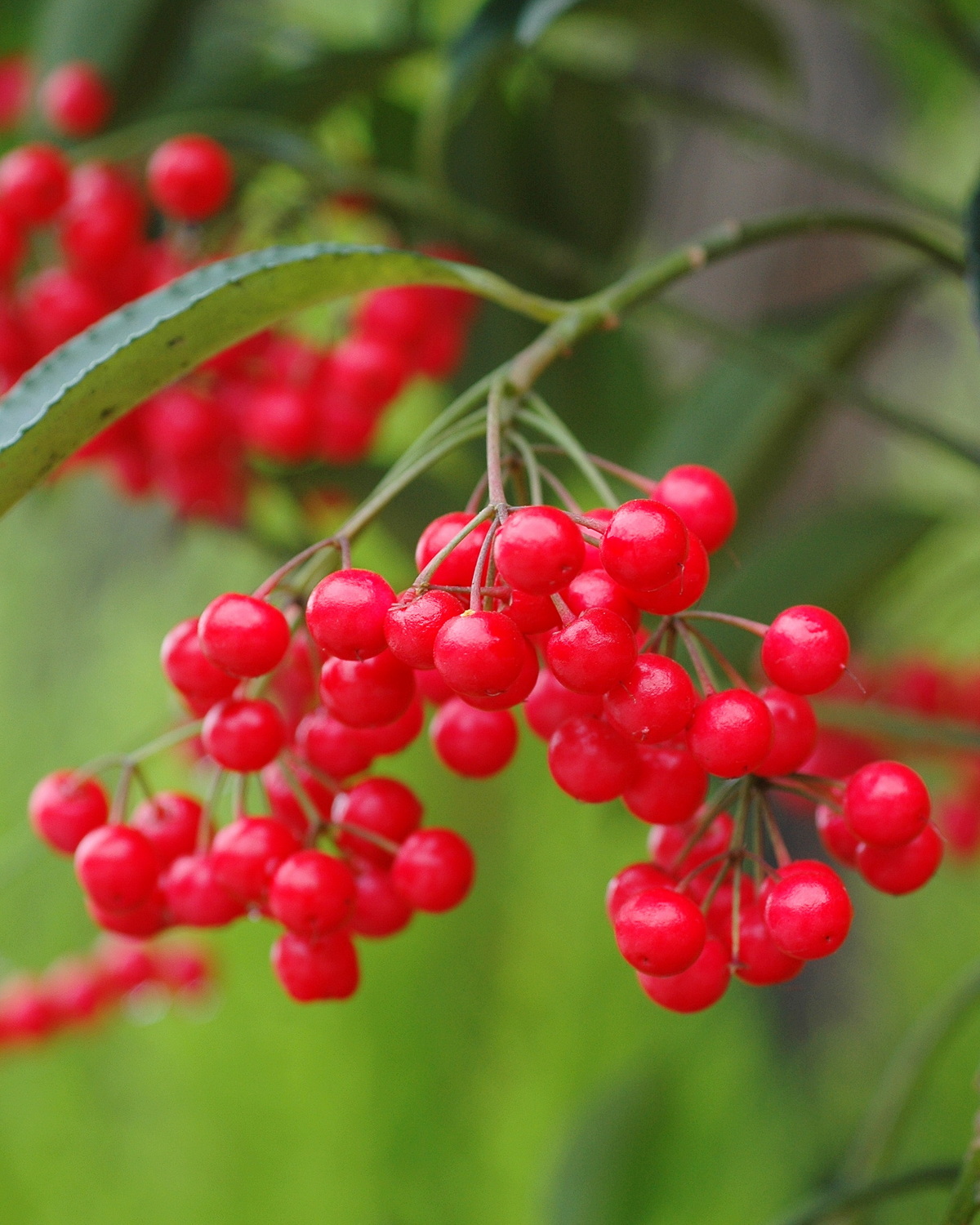 𝘈𝘳𝘥𝘪𝘴𝘪𝘢 𝘤𝘳𝘦𝘯𝘢𝘵𝘢  硃砂根