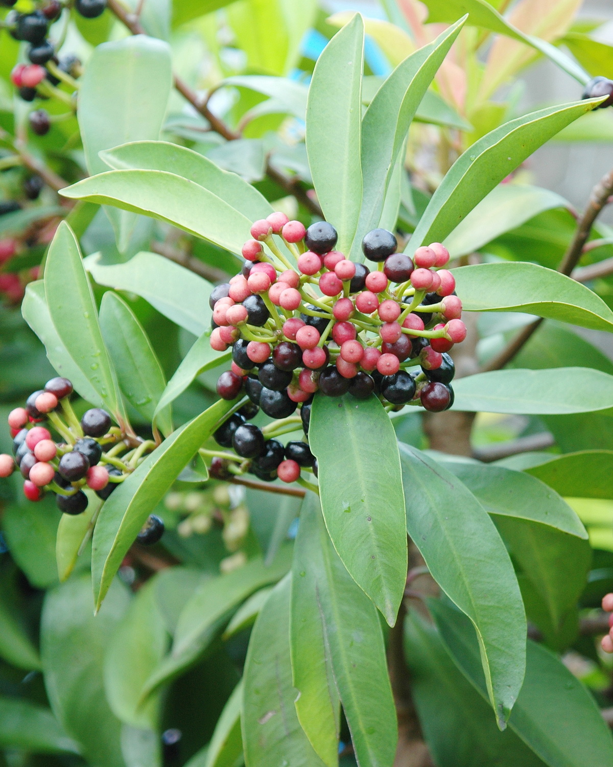 𝘈𝘳𝘥𝘪𝘴𝘪𝘢 𝘴𝘲𝘶𝘢𝘮𝘶𝘭𝘰𝘴𝘢 春不老