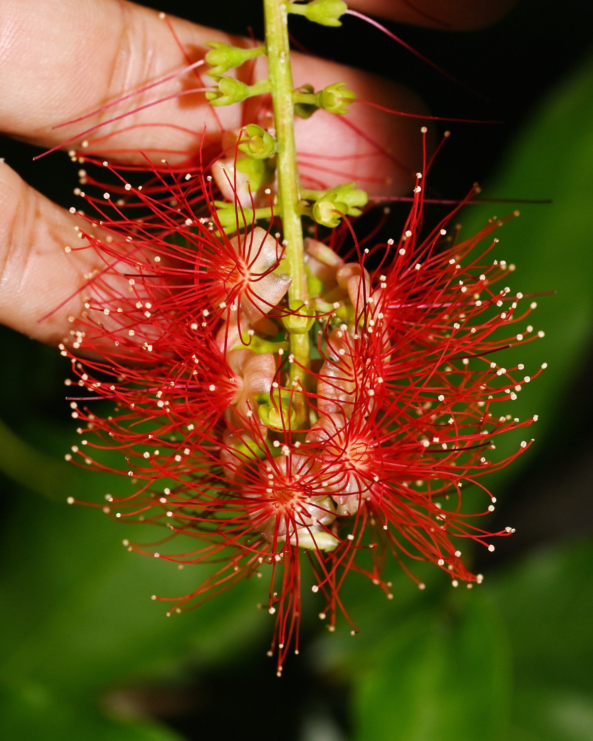 𝘉𝘢𝘳𝘳𝘪𝘯𝘨𝘵𝘰𝘯𝘪𝘢 𝘢𝘤𝘶𝘵𝘢𝘯𝘨𝘶𝘭𝘢 紅花玉蕊