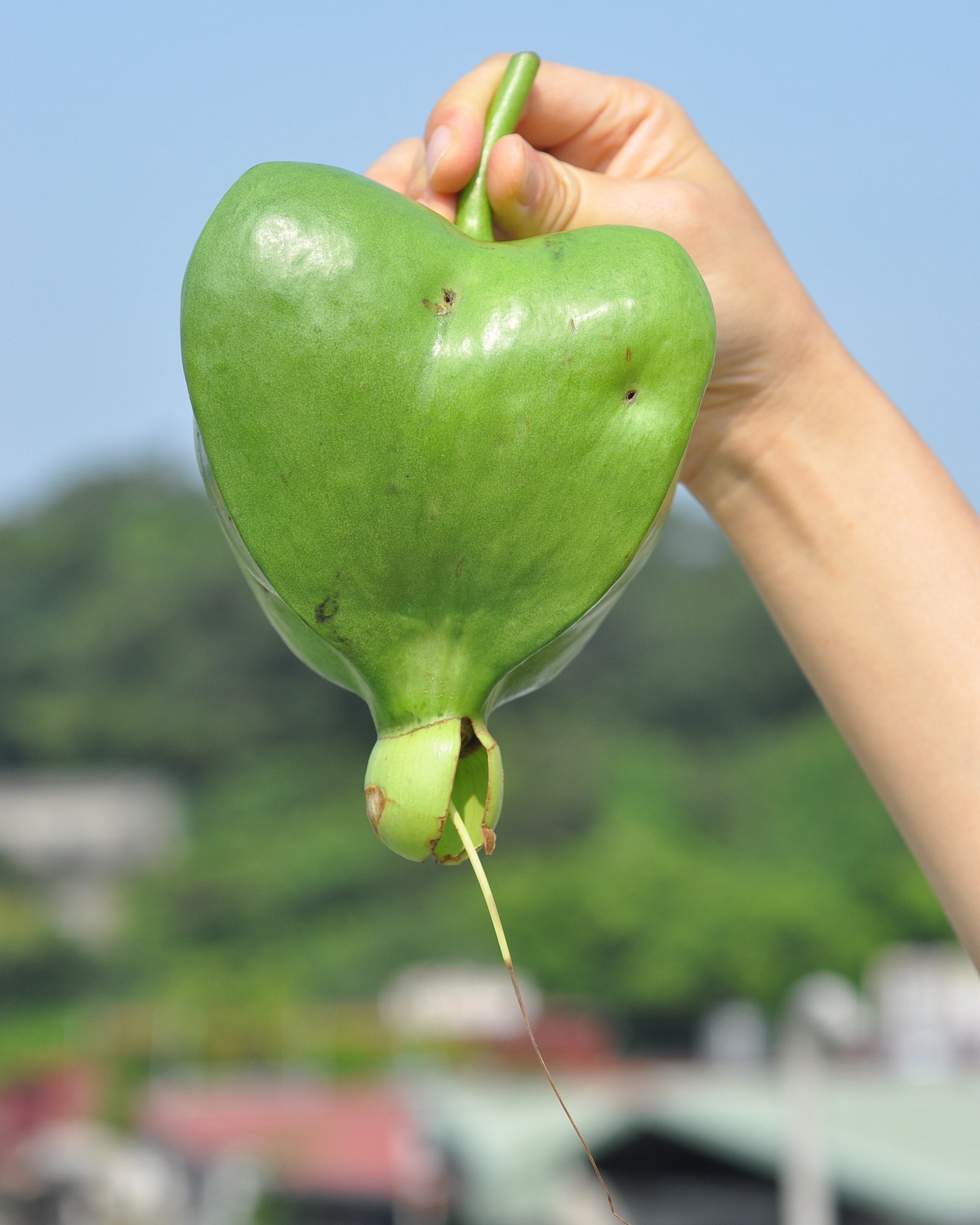 𝘉𝘢𝘳𝘳𝘪𝘯𝘨𝘵𝘰𝘯𝘪𝘢 𝘢𝘴𝘪𝘢𝘵𝘪𝘤𝘢 棋盤腳樹