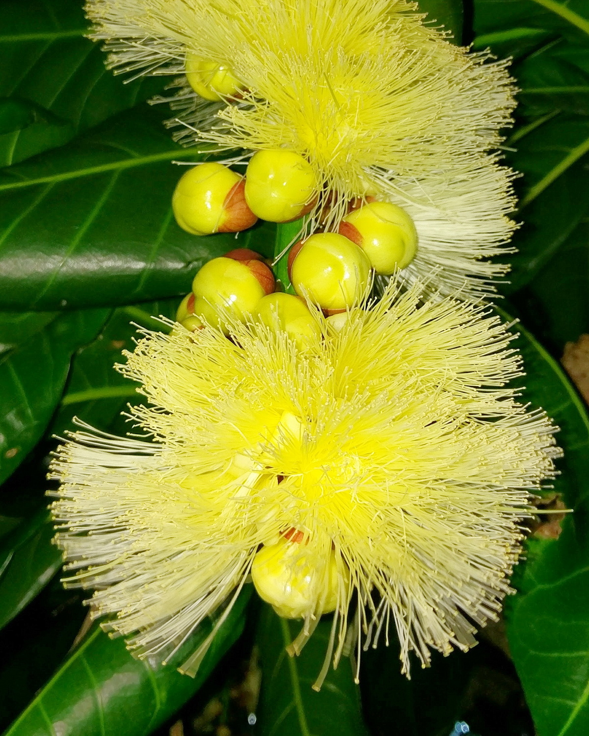 𝘉𝘢𝘳𝘳𝘪𝘯𝘨𝘵𝘰𝘯𝘪𝘢 𝘦𝘥𝘶𝘭𝘪𝘴 密花玉蕊