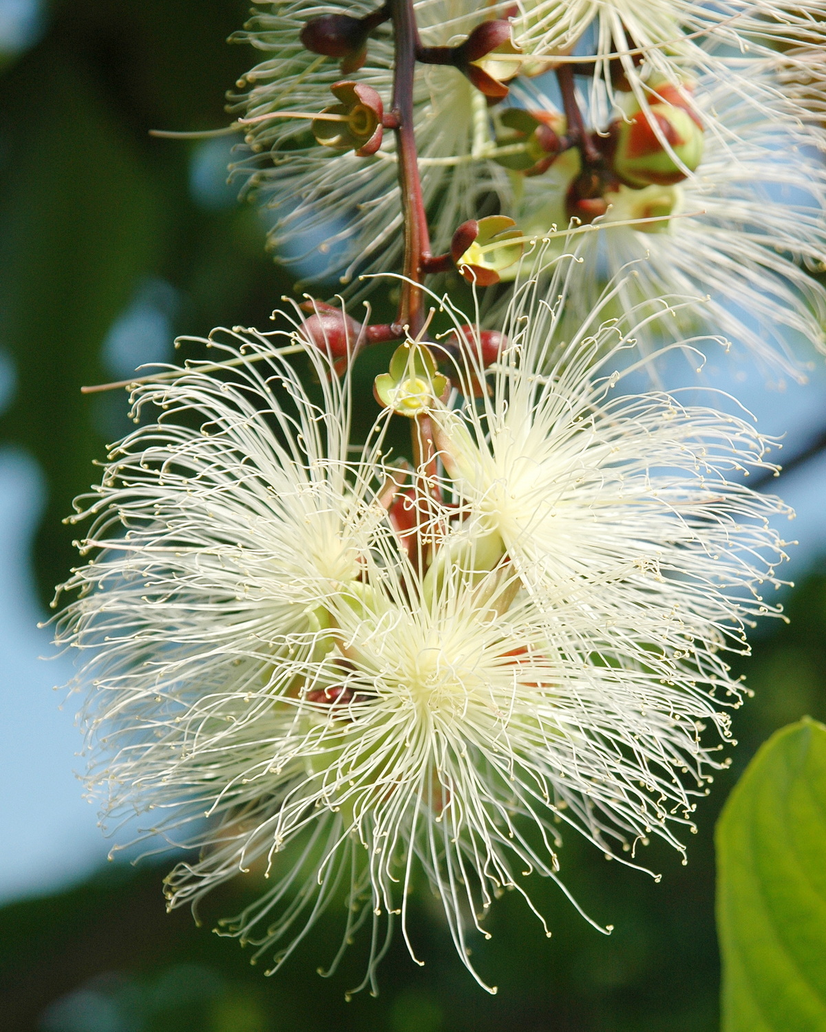 𝘉𝘢𝘳𝘳𝘪𝘯𝘨𝘵𝘰𝘯𝘪𝘢 𝘳𝘢𝘤𝘦𝘮𝘰𝘴𝘢 穗花棋盤腳