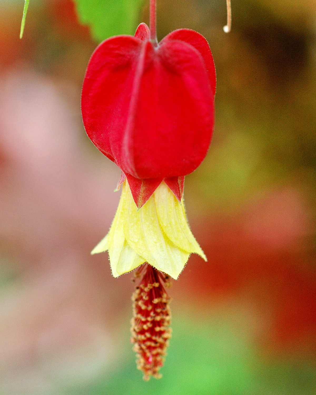 𝘊𝘢𝘭𝘭𝘪𝘢𝘯𝘵𝘩𝘦 𝘮𝘦𝘨𝘢𝘱𝘰𝘵𝘢𝘮𝘪𝘤𝘢 蔓性風鈴花