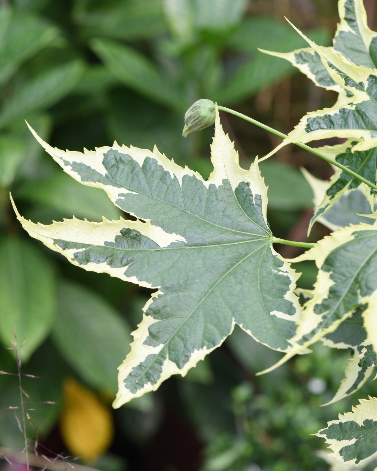 𝘊𝘢𝘭𝘭𝘪𝘢𝘯𝘵𝘩𝘦 ‘Souvenir de Bonn’ 斑葉風鈴花