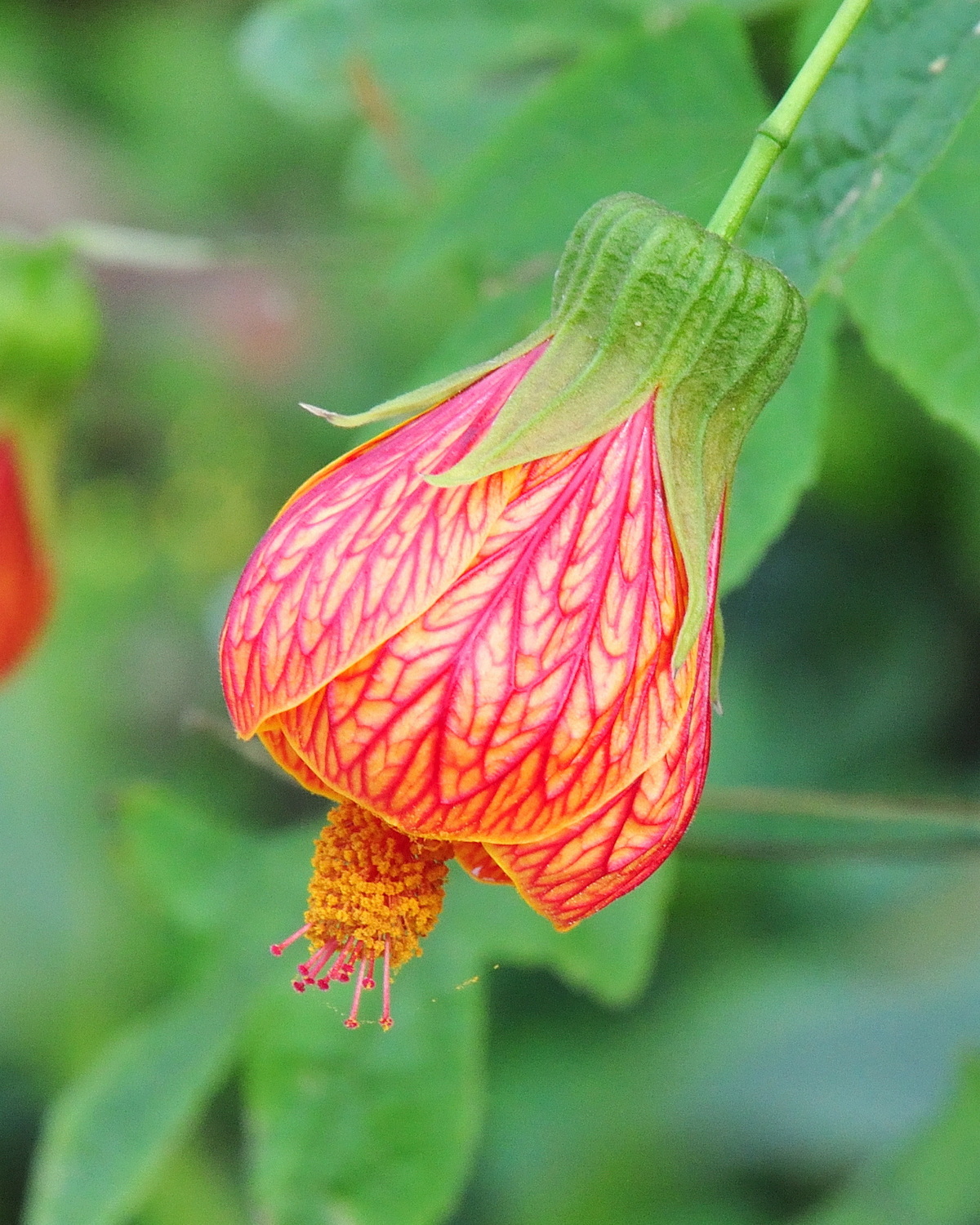 𝘊𝘢𝘭𝘭𝘪𝘢𝘯𝘵𝘩𝘦 𝘴𝘵𝘳𝘪𝘢𝘵𝘢 金鈴花