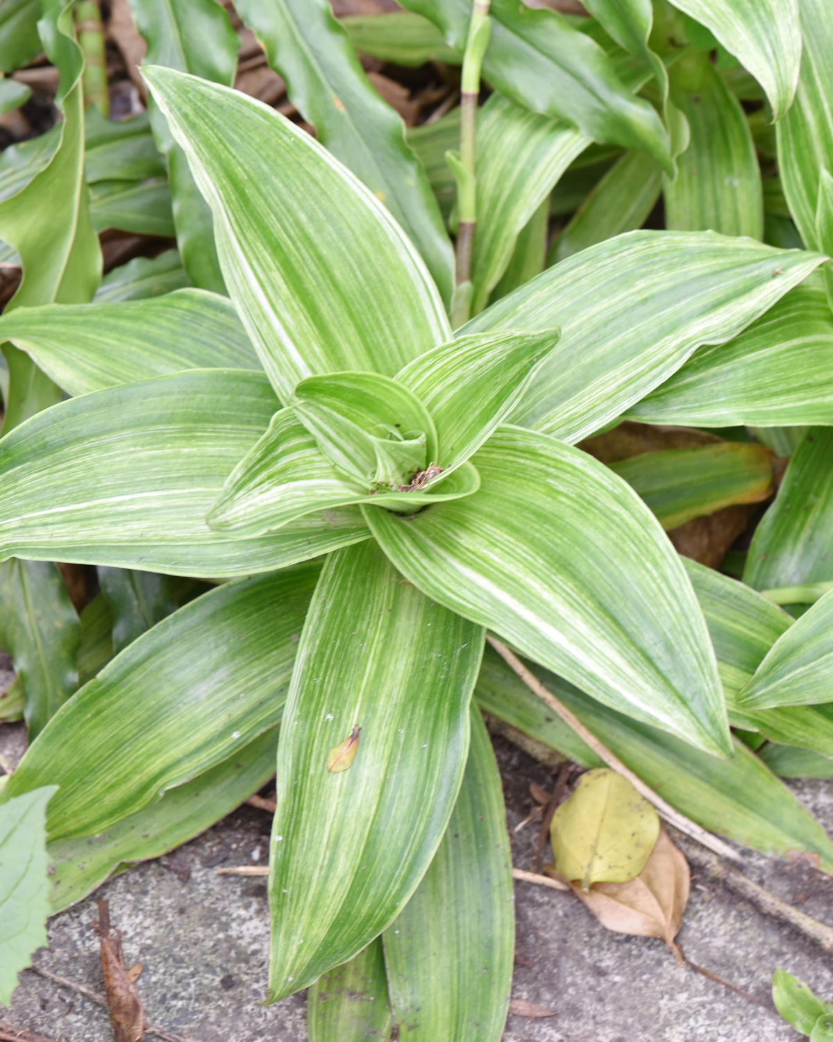 𝘊𝘢𝘭𝘭𝘪𝘴𝘪𝘢 𝘧𝘳𝘢𝘨𝘳𝘢𝘯𝘴 大葉錦竹草