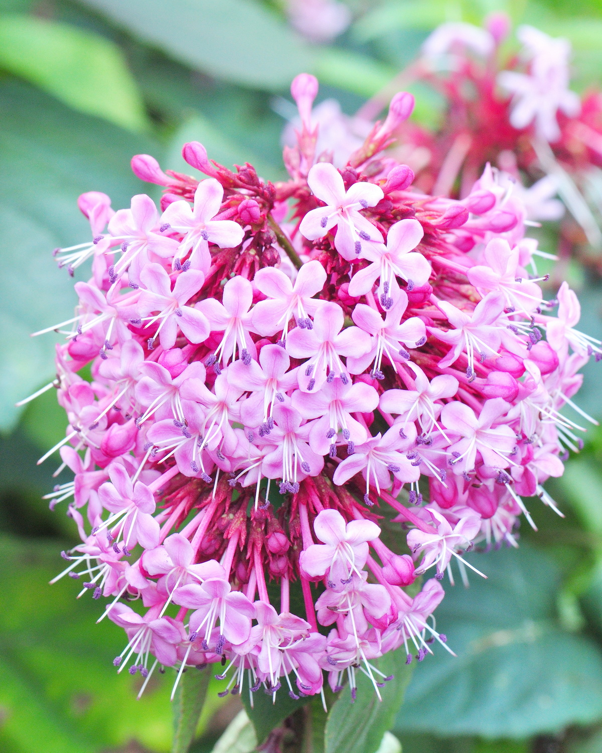Clerodendrum bungei