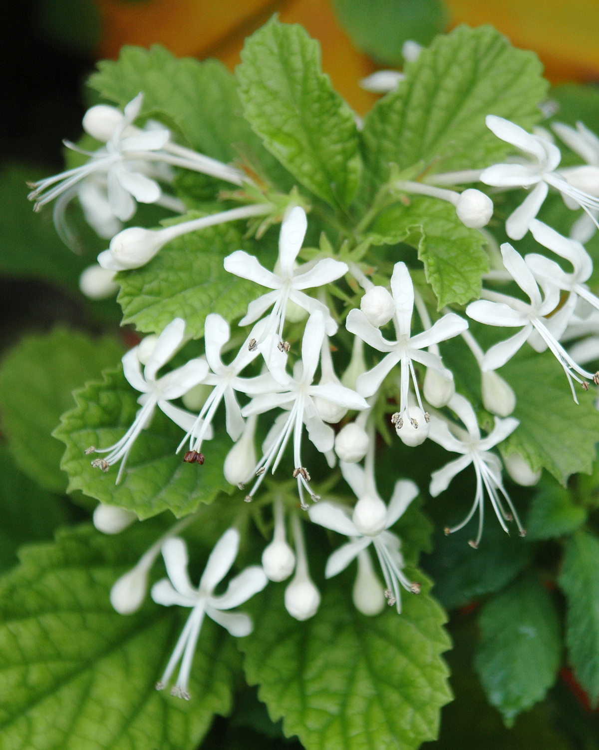 𝘊𝘭𝘦𝘳𝘰𝘥𝘦𝘯𝘥𝘳𝘶𝘮 𝘤𝘢𝘭𝘢𝘮𝘪𝘵𝘰𝘴𝘶𝘮 化石樹