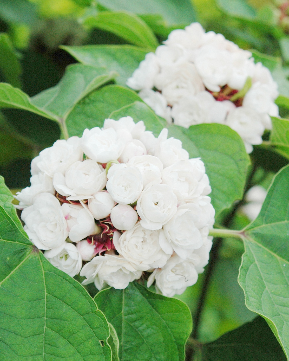 Clerodendrum chinense