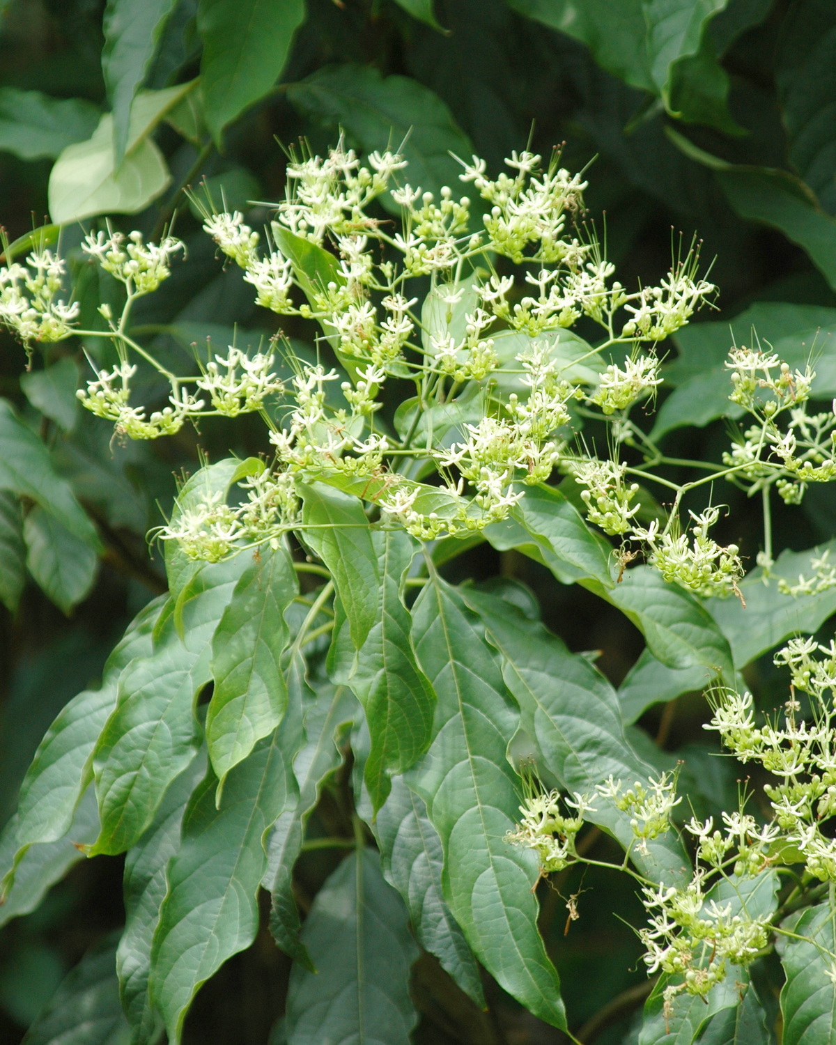 𝘊𝘭𝘦𝘳𝘰𝘥𝘦𝘯𝘥𝘳𝘶𝘮 𝘤𝘺𝘳𝘵𝘰𝘱𝘩𝘺𝘭𝘭𝘶𝘮 大青