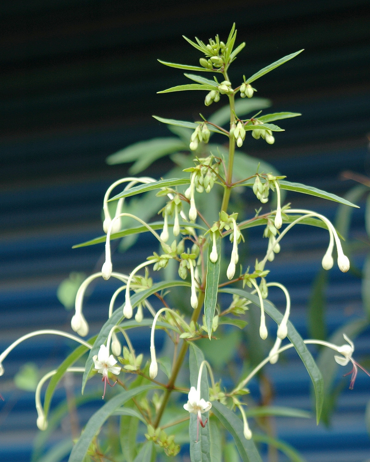 𝘊𝘭𝘦𝘳𝘰𝘥𝘦𝘯𝘥𝘳𝘶𝘮 𝘪𝘯𝘥𝘪𝘤𝘶𝘮 長管大青