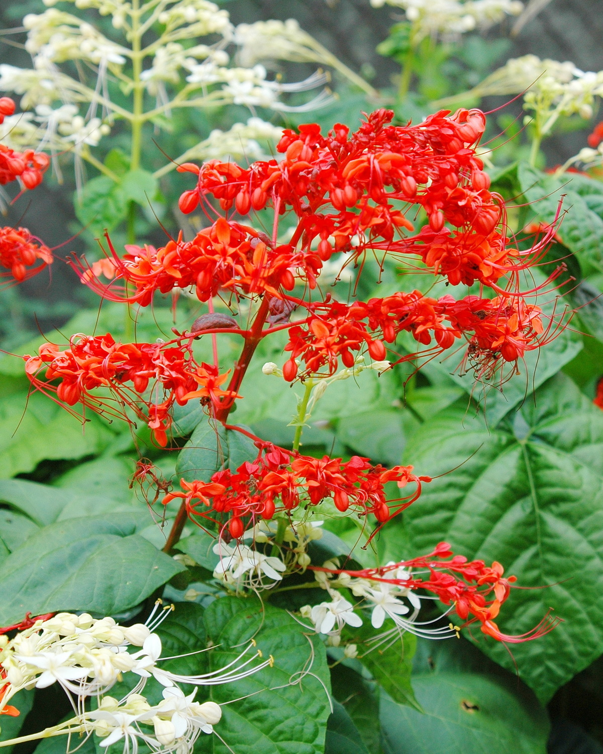 𝘊𝘭𝘦𝘳𝘰𝘥𝘦𝘯𝘥𝘳𝘶𝘮 𝘫𝘢𝘱𝘰𝘯𝘪𝘤𝘶𝘮 龍船花