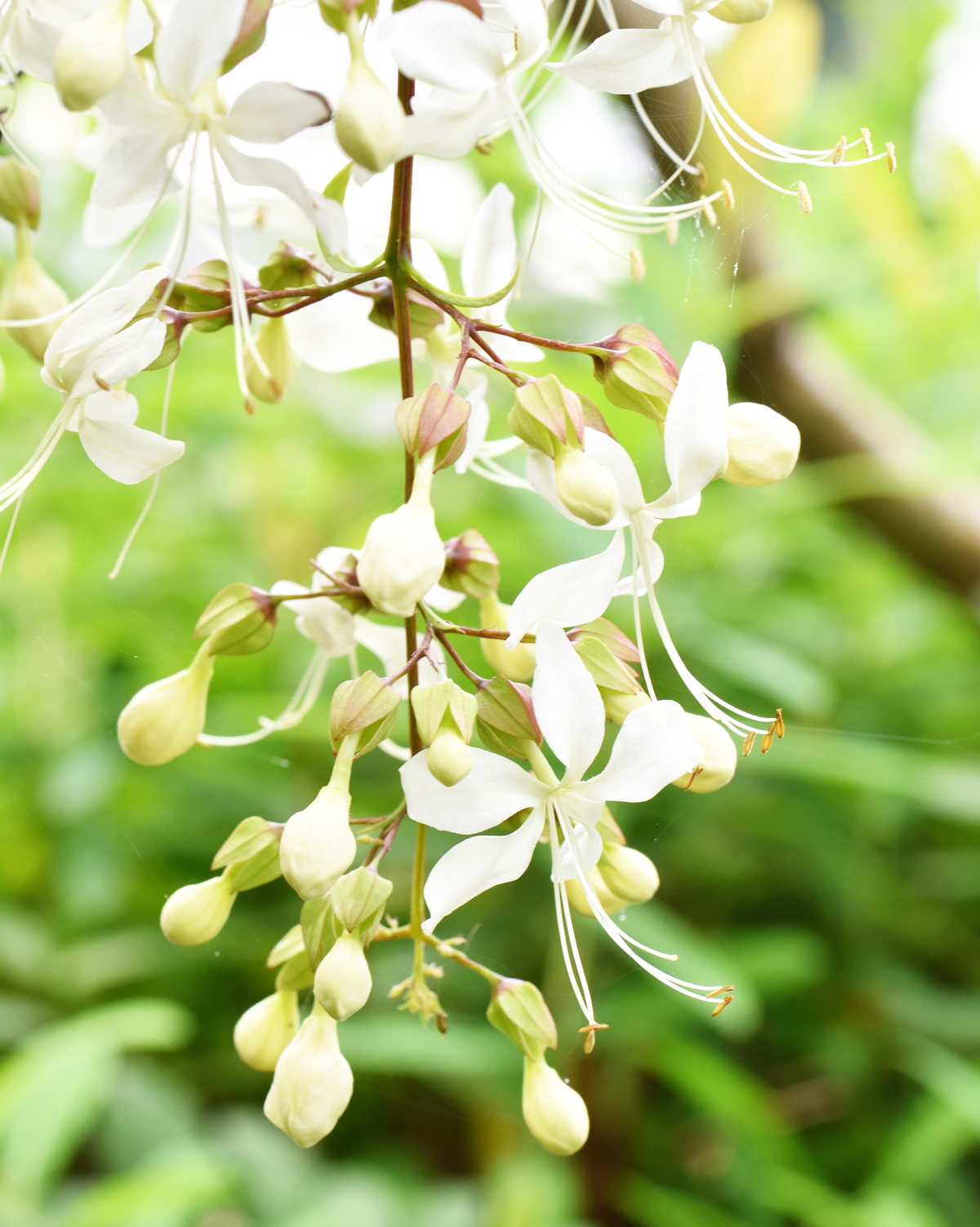 𝘊𝘭𝘦𝘳𝘰𝘥𝘦𝘯𝘥𝘳𝘶𝘮 𝘭𝘢𝘦𝘷𝘪𝘧𝘰𝘭𝘪𝘶𝘮 垂茉莉