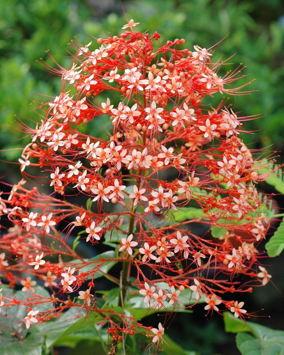 Clerodendrum paniculatum