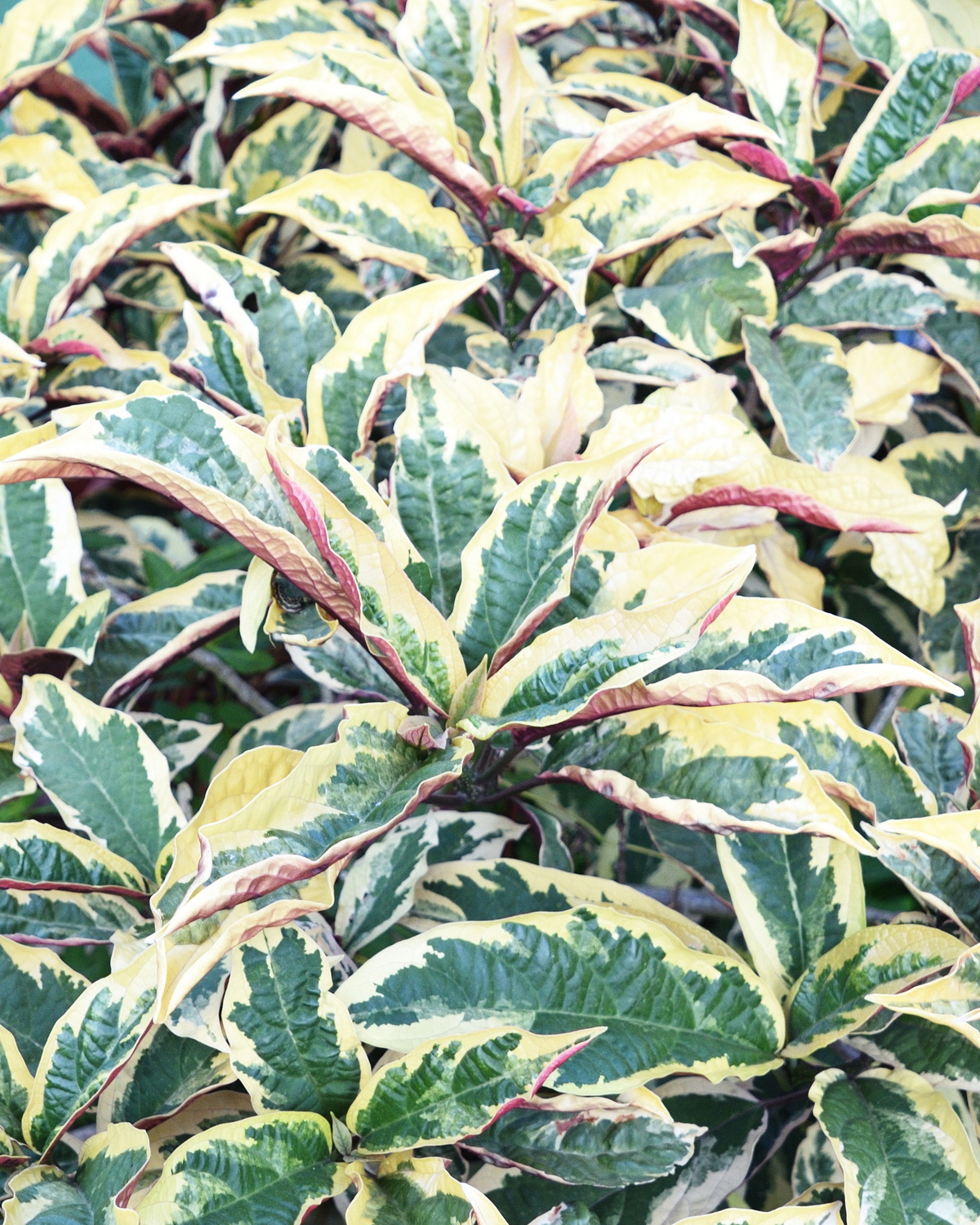 𝘊𝘭𝘦𝘳𝘰𝘥𝘦𝘯𝘥𝘳𝘶𝘮 𝘲𝘶𝘢𝘥𝘳𝘪𝘭𝘰𝘤𝘶𝘭𝘢𝘳𝘦 ‘Variegata’ 斑葉煙火樹