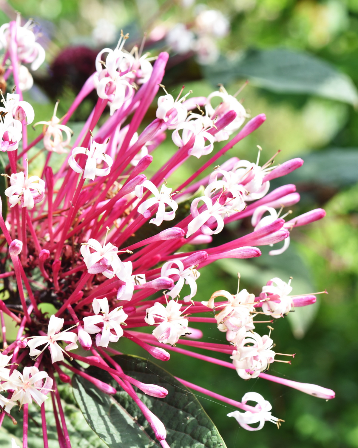 𝘊𝘭𝘦𝘳𝘰𝘥𝘦𝘯𝘥𝘳𝘶𝘮 𝘲𝘶𝘢𝘥𝘳𝘪𝘭𝘰𝘤𝘶𝘭𝘢𝘳𝘦 煙火樹