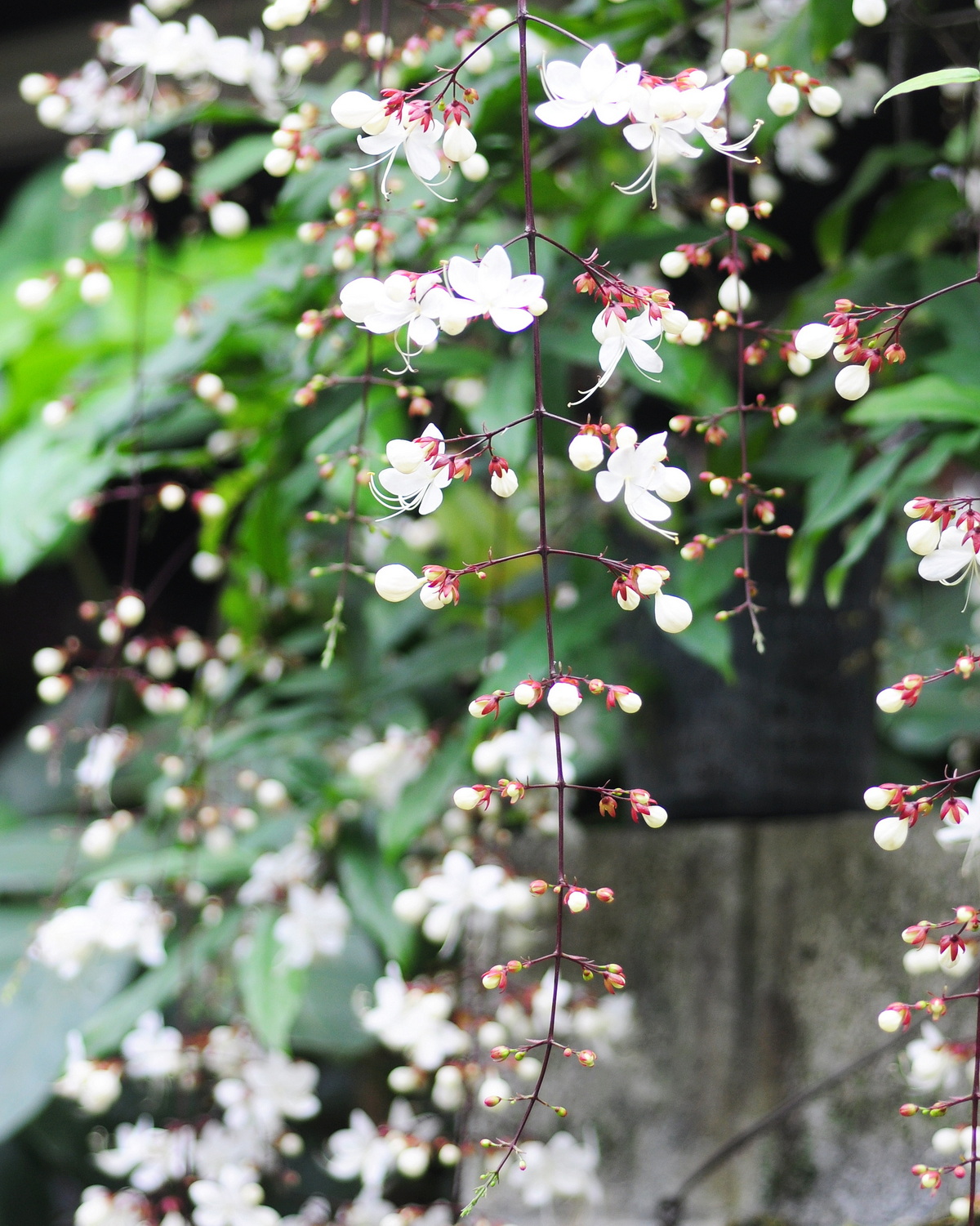 Clerodendrum smitinandii