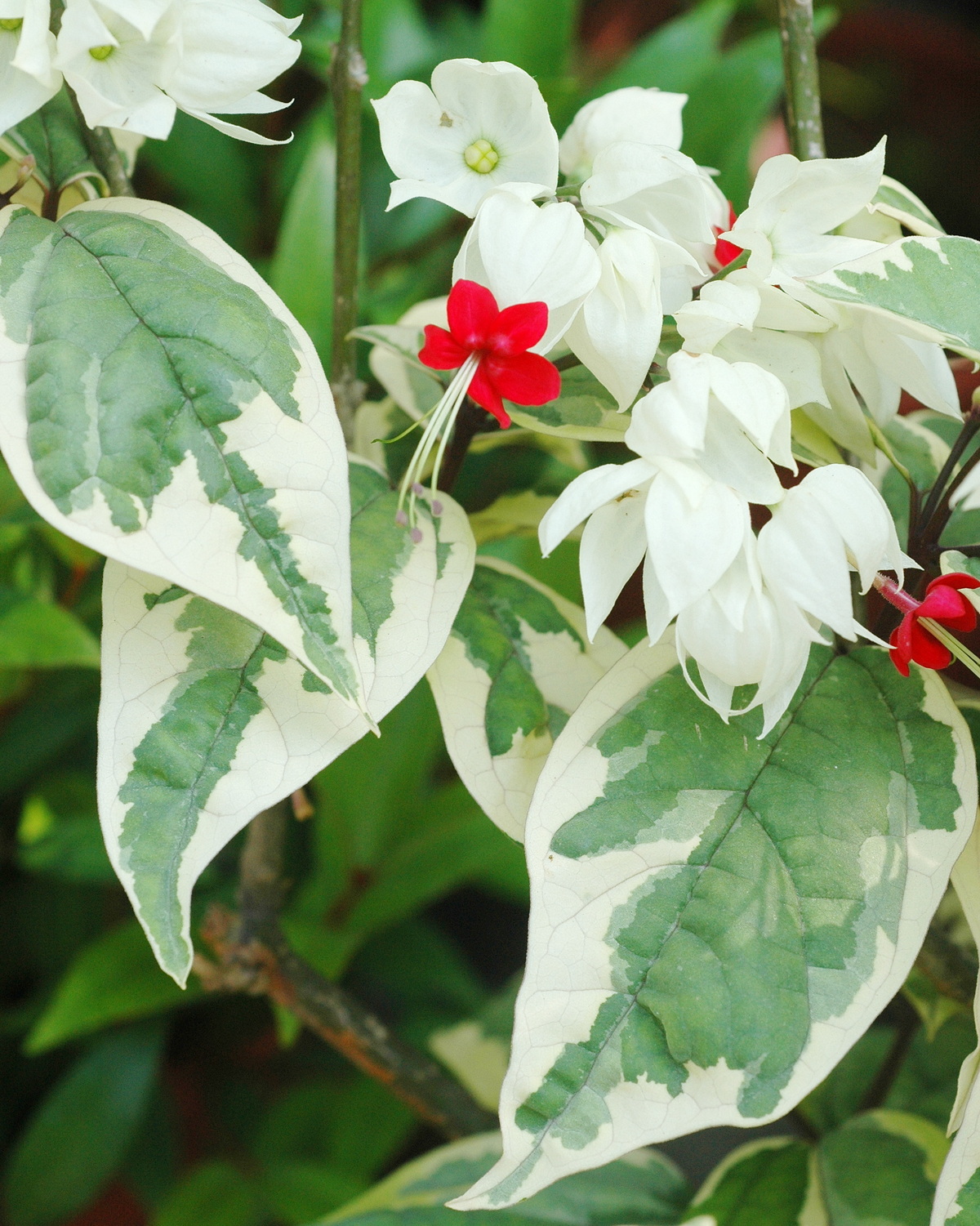 𝘊𝘭𝘦𝘳𝘰𝘥𝘦𝘯𝘥𝘳𝘶𝘮 𝘵𝘩𝘰𝘮𝘴𝘰𝘯𝘪𝘢𝘦 ‘Variegatum’ 斑葉龍吐珠