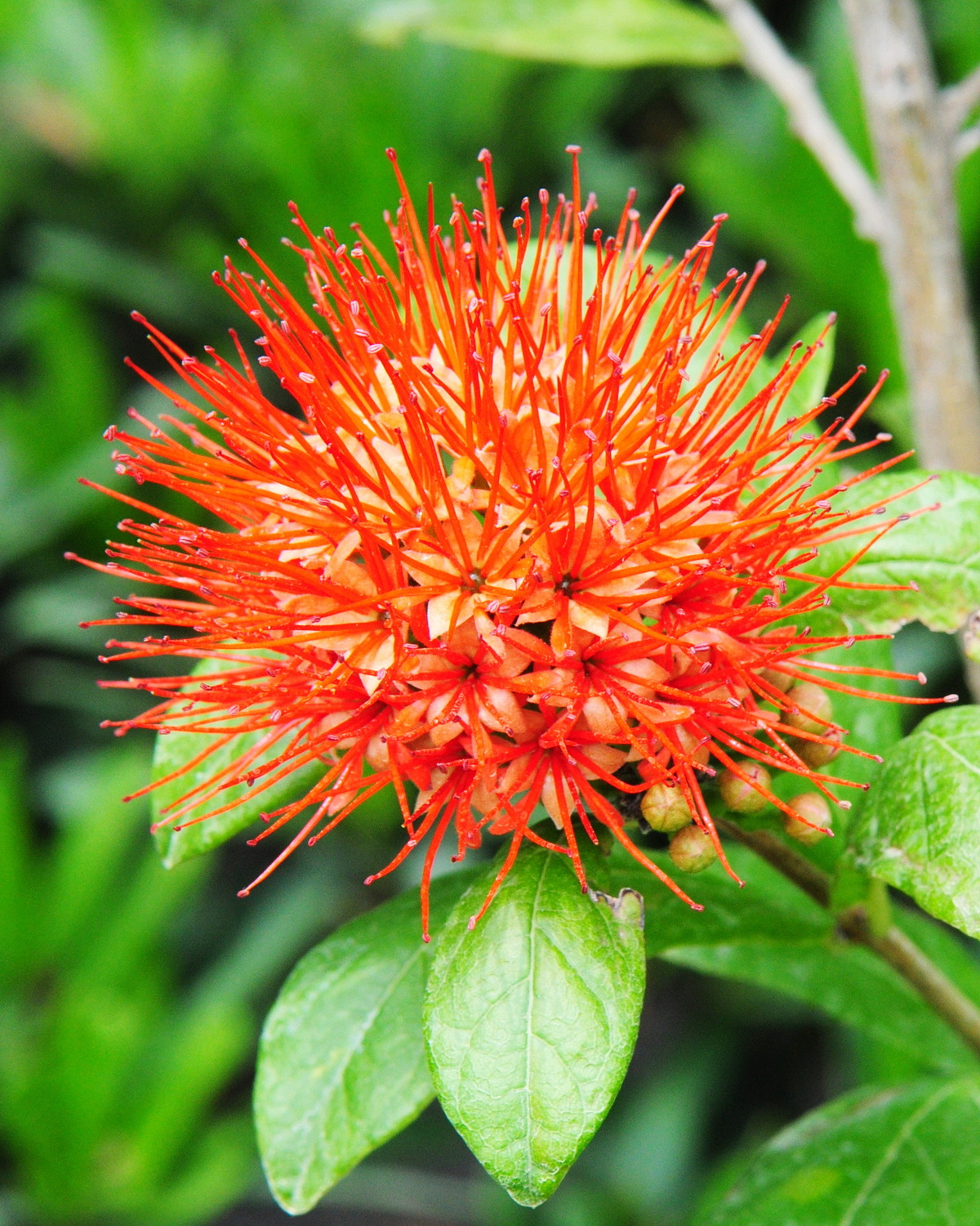 𝘊𝘰𝘮𝘣𝘳𝘦𝘵𝘶𝘮 𝘤𝘰𝘯𝘴𝘵𝘳𝘪𝘤𝘵𝘶𝘮 粉撲藤