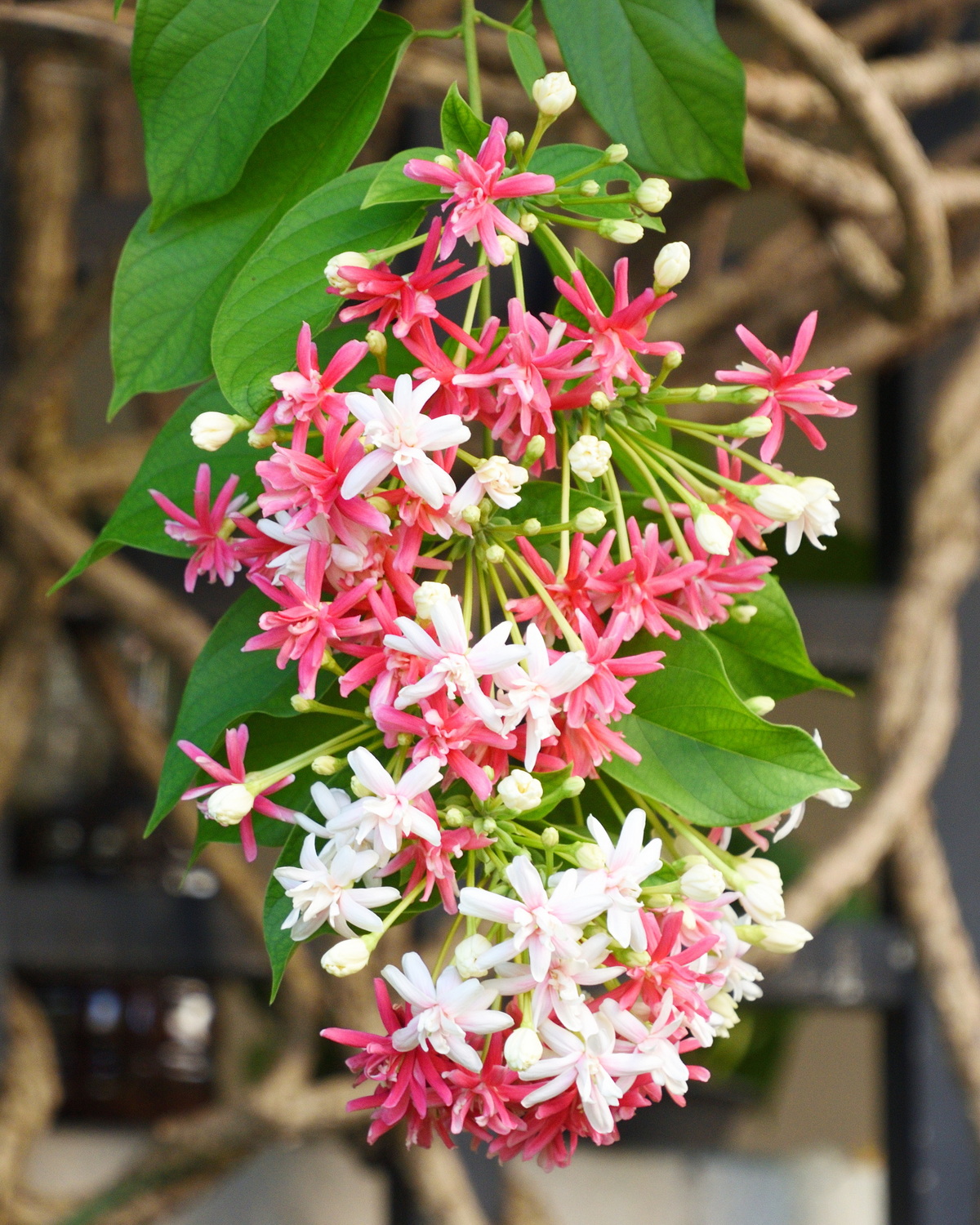 𝘊𝘰𝘮𝘣𝘳𝘦𝘵𝘶𝘮 𝘐𝘯𝘥𝘪𝘤𝘶𝘮 ‘Double’  重瓣使君子