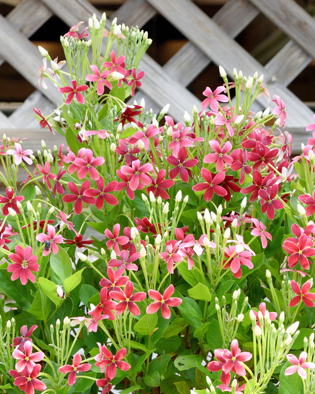 𝘊𝘰𝘮𝘣𝘳𝘦𝘵𝘶𝘮 𝘐𝘯𝘥𝘪𝘤𝘶𝘮 ‘Dwarf’ 直立使君子