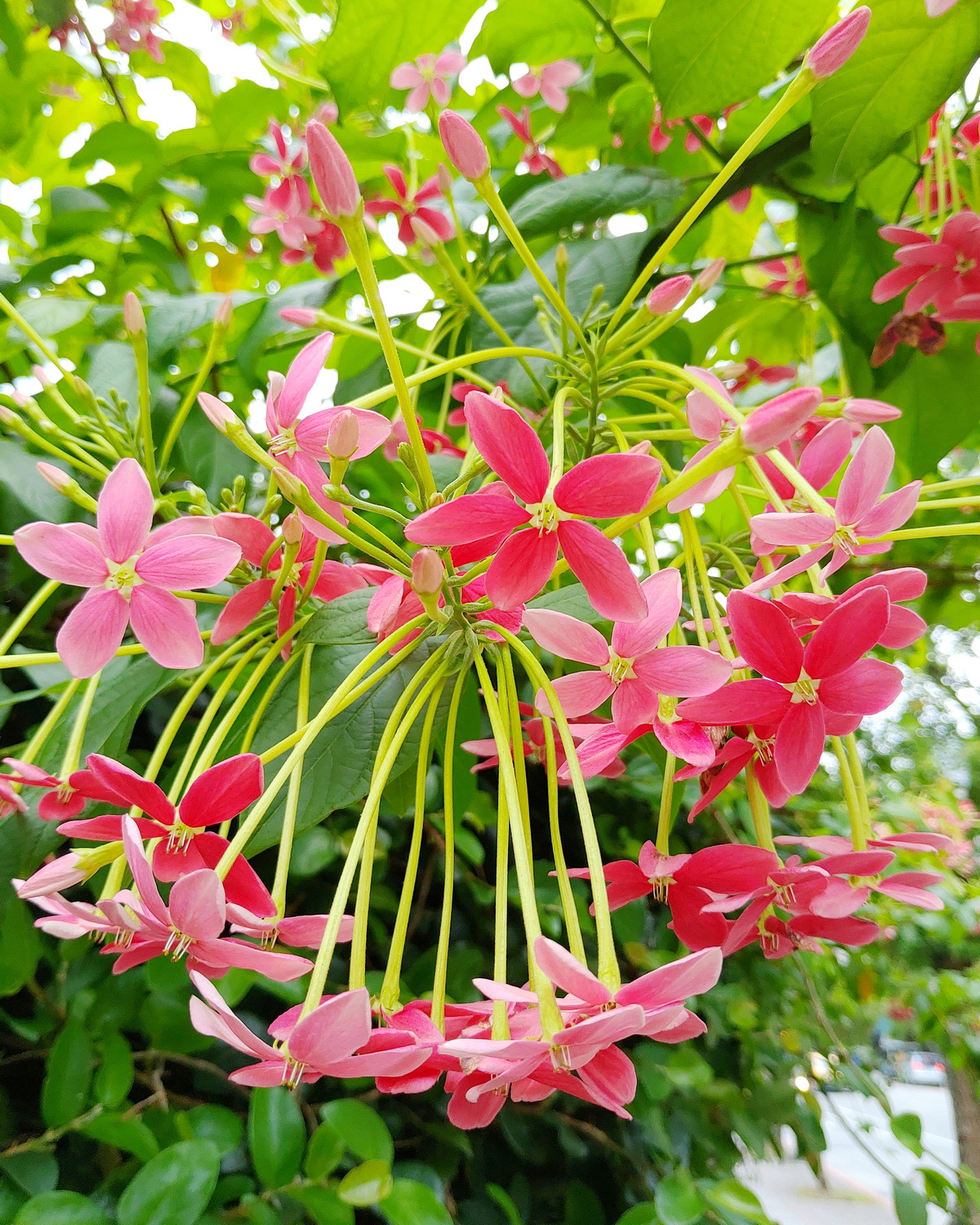 𝘊𝘰𝘮𝘣𝘳𝘦𝘵𝘶𝘮 𝘪𝘯𝘥𝘪𝘤𝘶𝘮 使君子