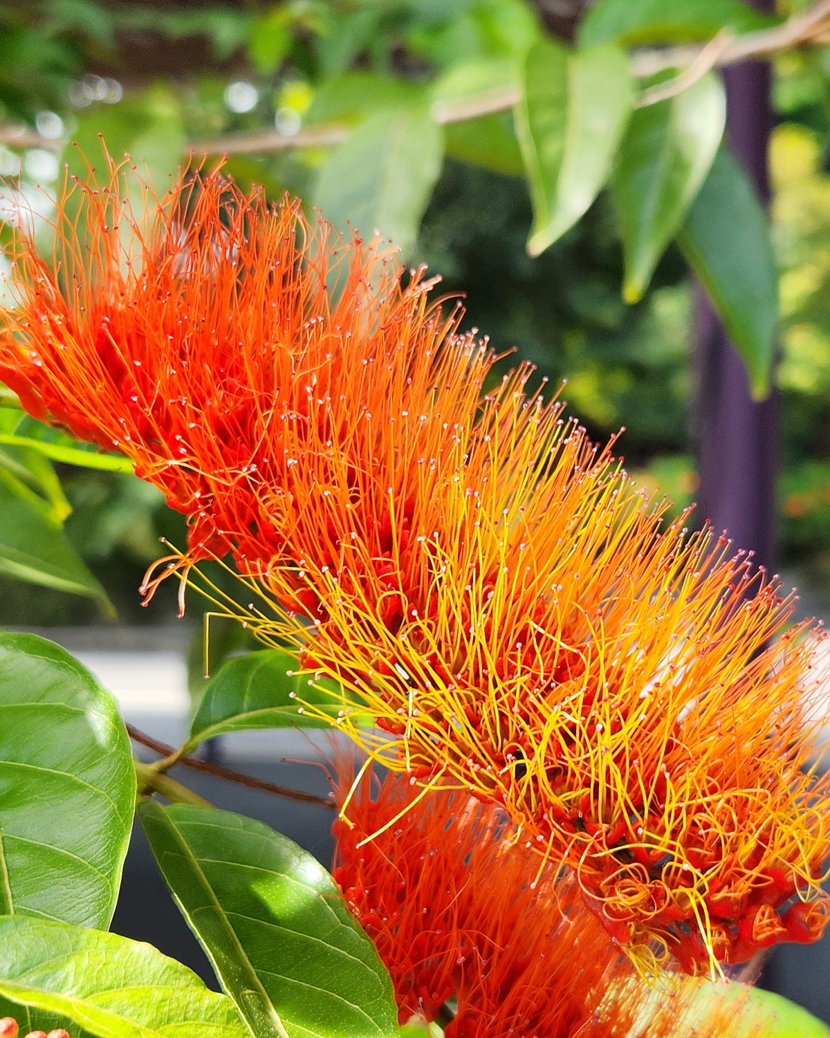 𝘊𝘰𝘮𝘣𝘳𝘦𝘵𝘶𝘮 𝘳𝘰𝘵𝘶𝘯𝘥𝘪𝘧𝘰𝘭𝘪𝘶𝘮 毛刷藤