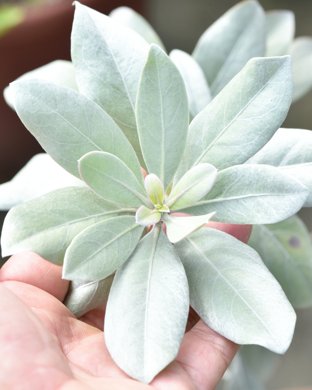 𝘊𝘰𝘯𝘰𝘤𝘢𝘳𝘱𝘶𝘴 𝘦𝘳𝘦𝘤𝘵𝘶𝘴 鈕扣樹