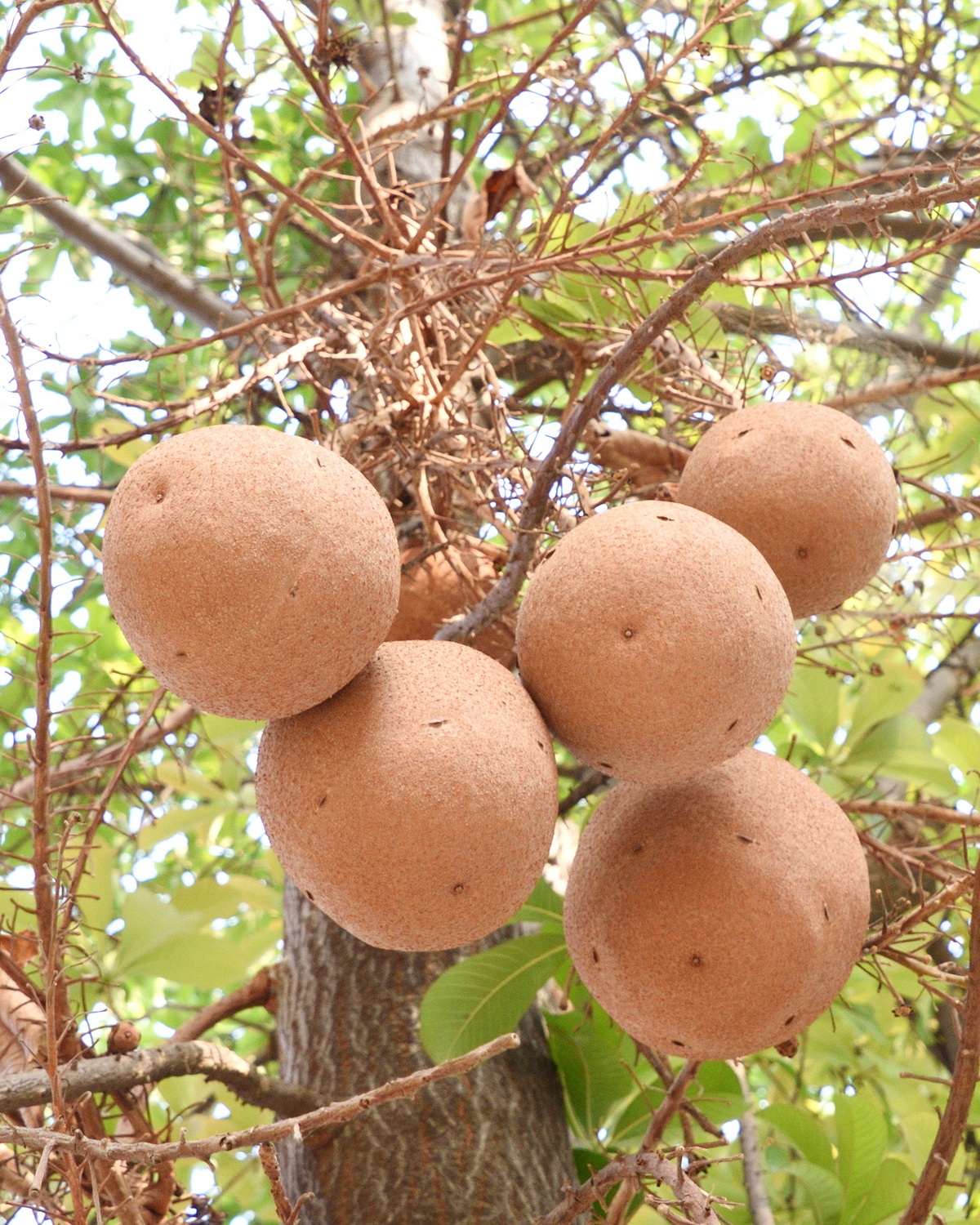 Couroupita guianensis
