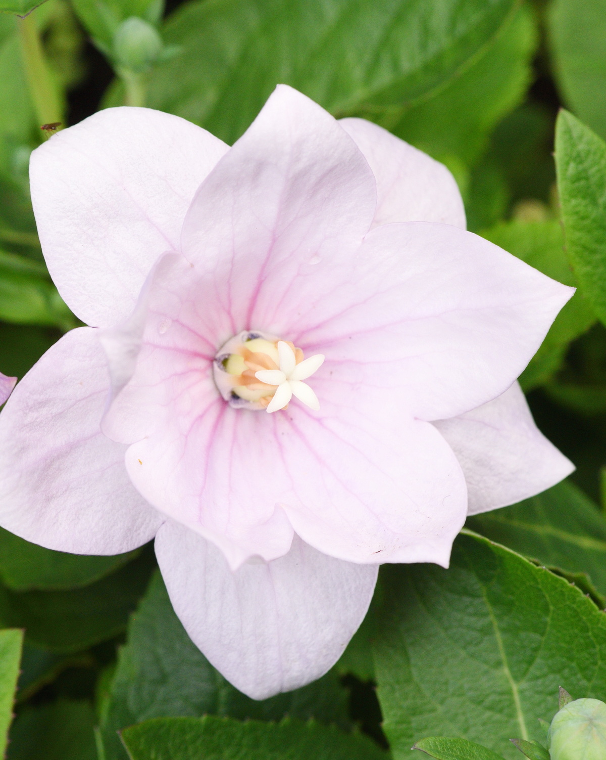 𝘗𝘭𝘢𝘵𝘺𝘤𝘰𝘥𝘰𝘯 𝘨𝘳𝘢𝘯𝘥𝘪𝘧𝘭𝘰𝘳𝘶𝘴  ‘Double’ 重瓣桔梗