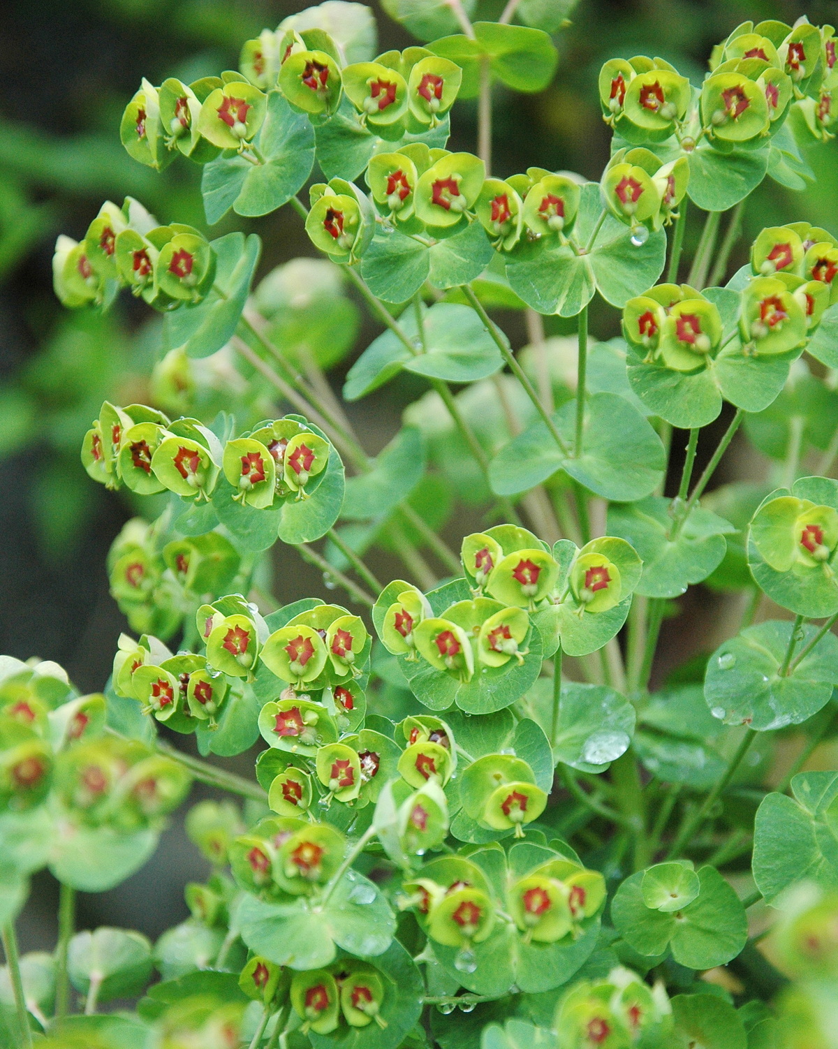 𝘌𝘶𝘱𝘩𝘰𝘳𝘣𝘪𝘢 × 𝘮𝘢𝘳𝘵𝘪𝘯𝘪 馬丁尼大戟