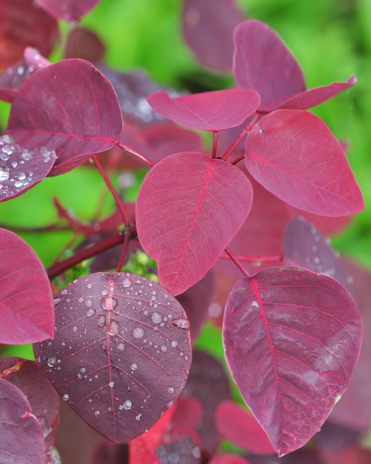 𝘌𝘶𝘱𝘩𝘰𝘳𝘣𝘪𝘢 𝘤𝘰𝘵𝘪𝘯𝘪𝘧𝘰𝘭𝘪𝘢 subsp. 𝘤𝘰𝘵𝘪𝘯𝘰𝘪𝘥𝘦𝘴 紫錦木