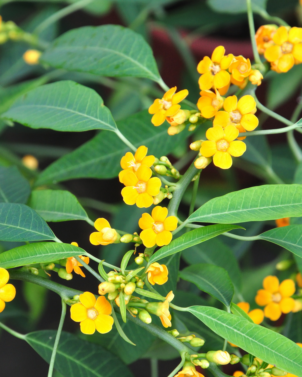 𝘌𝘶𝘱𝘩𝘰𝘳𝘣𝘪𝘢 𝘧𝘶𝘭𝘨𝘦𝘯𝘴 羽毛花