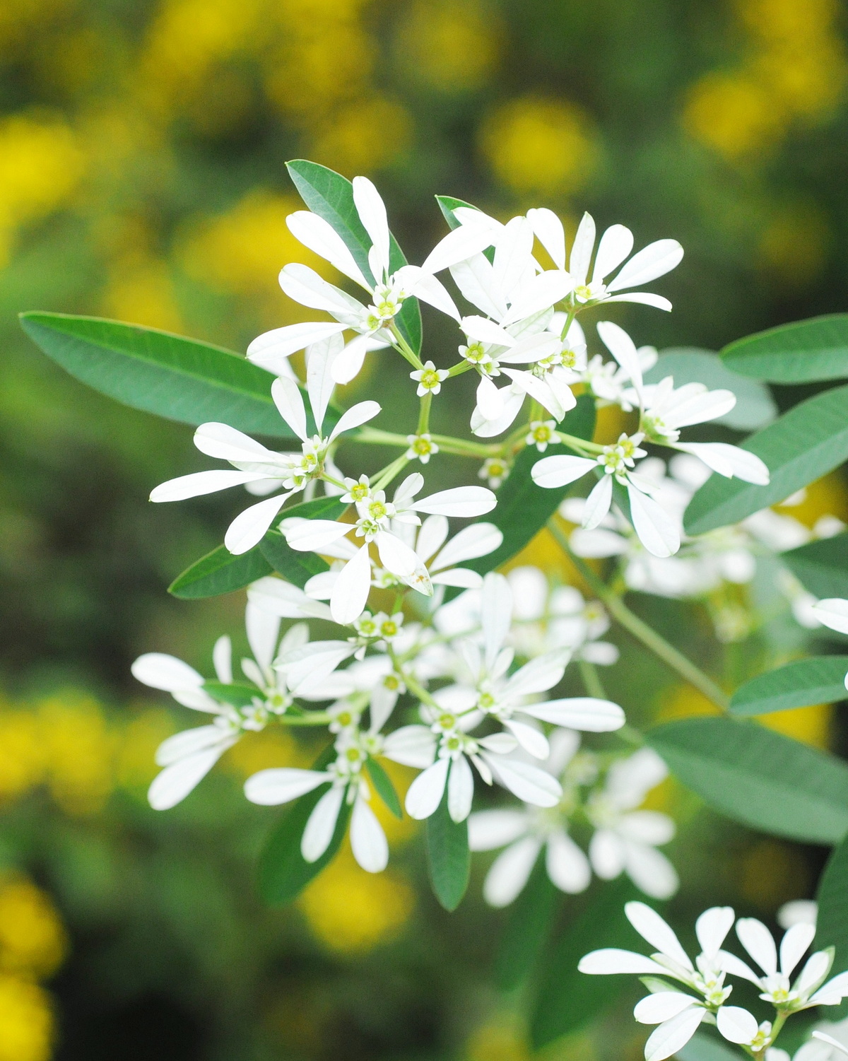 Euphorbia leucocephala