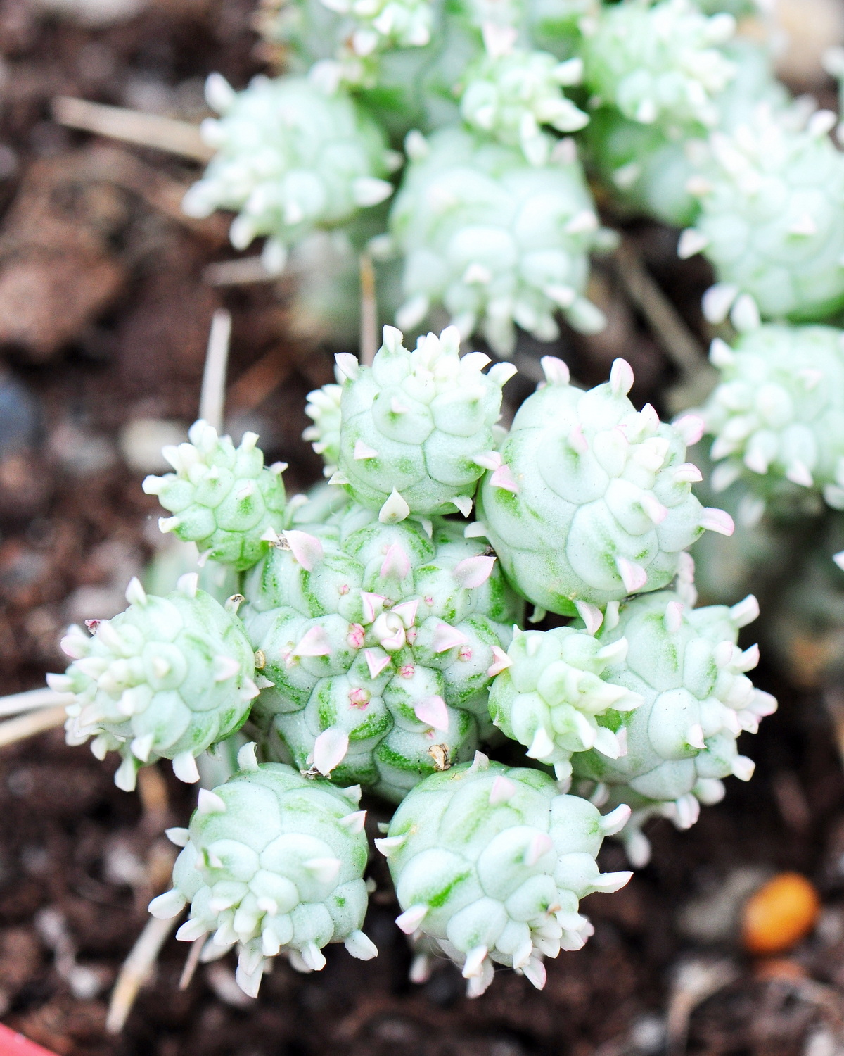 Euphorbia mammillaris 'Variegata'