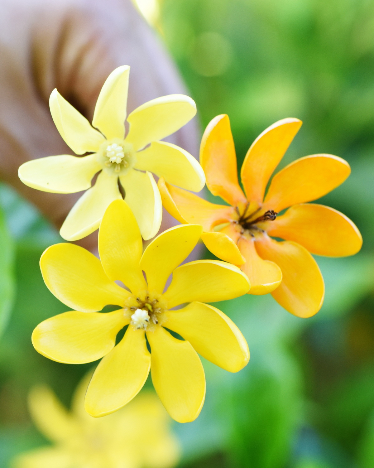 𝘎𝘢𝘳𝘥𝘦𝘯𝘪𝘢 𝘮𝘶𝘵𝘢𝘣𝘪𝘭𝘪𝘴 變色梔子