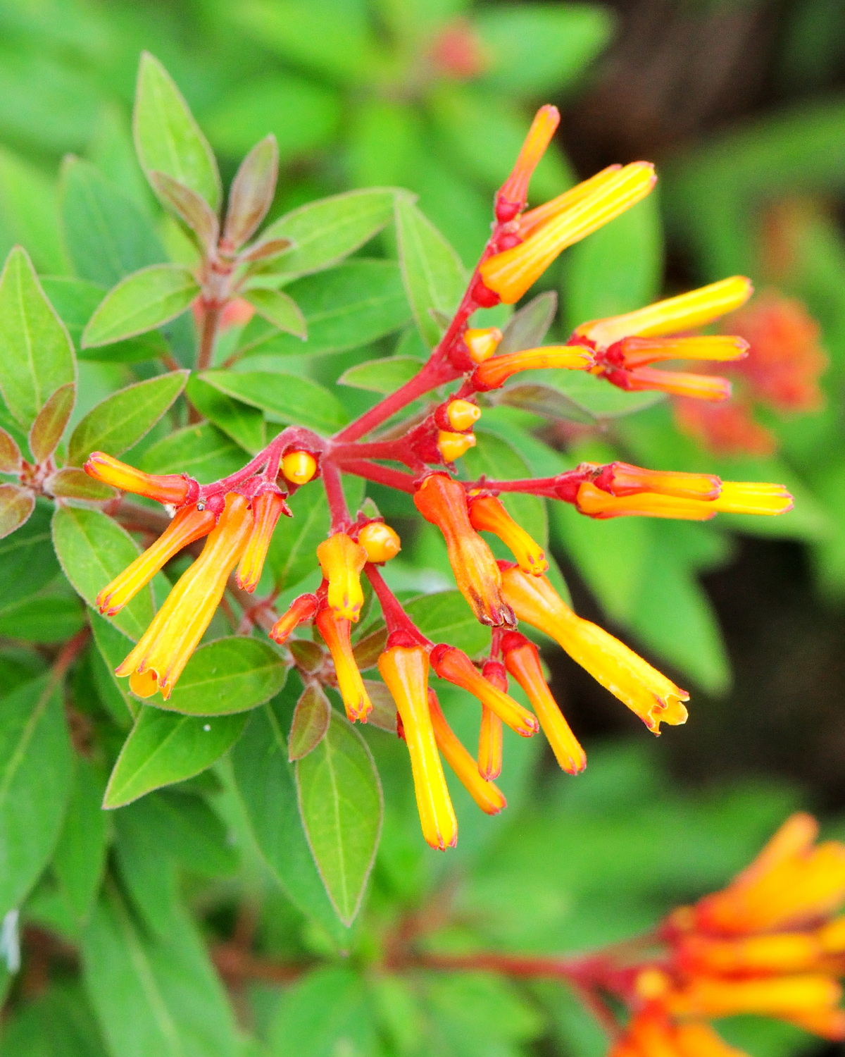 Hamelia patens 'Compacta'