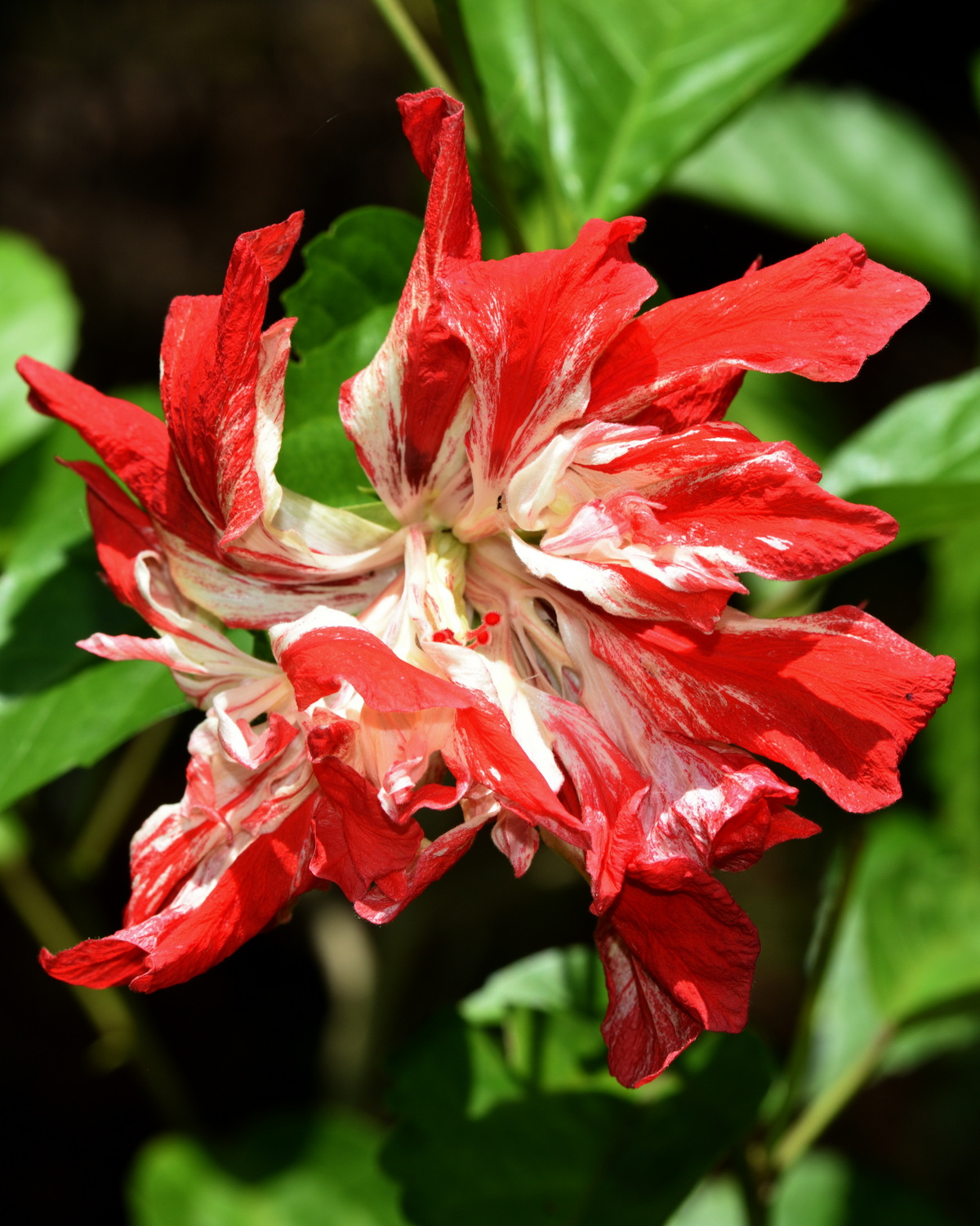 𝘏𝘪𝘣𝘪𝘴𝘤𝘶𝘴 ‘Baptistii’ 夏威夷旗朱槿