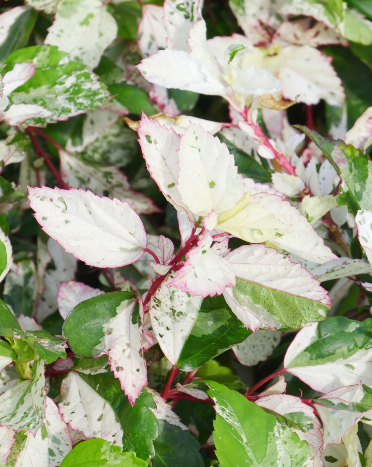 Hibiscus 'Cooperi Alba'
