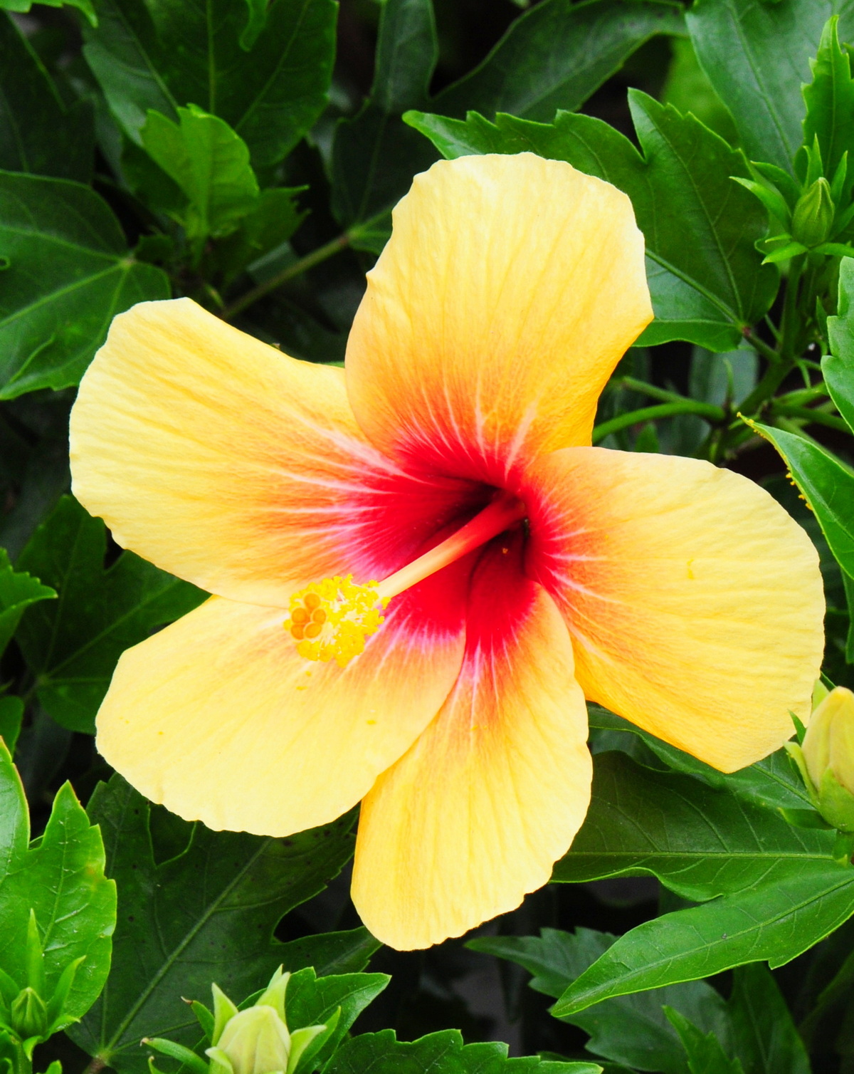 𝘏𝘪𝘣𝘪𝘴𝘤𝘶𝘴 ‘Cuban Variety’ 古巴朱槿